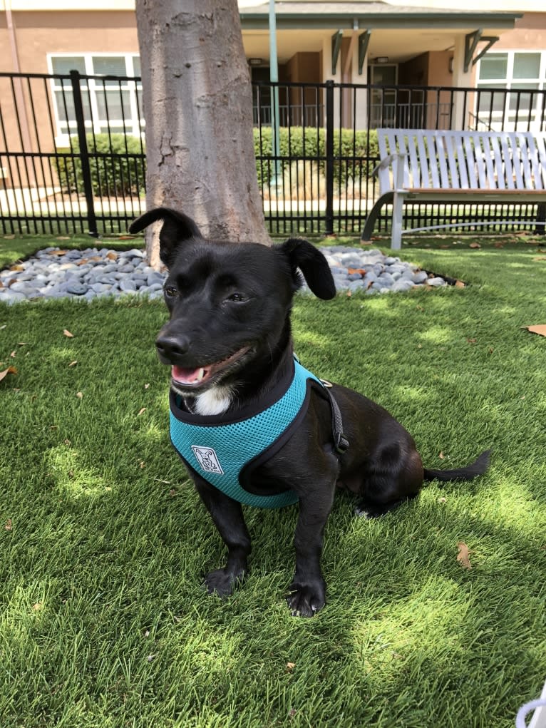 Hazel, a Chihuahua and Poodle (Small) mix tested with EmbarkVet.com