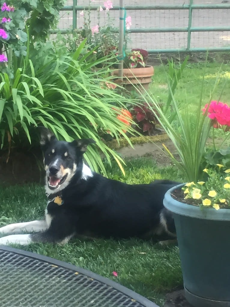 Ollie, a Border Collie tested with EmbarkVet.com