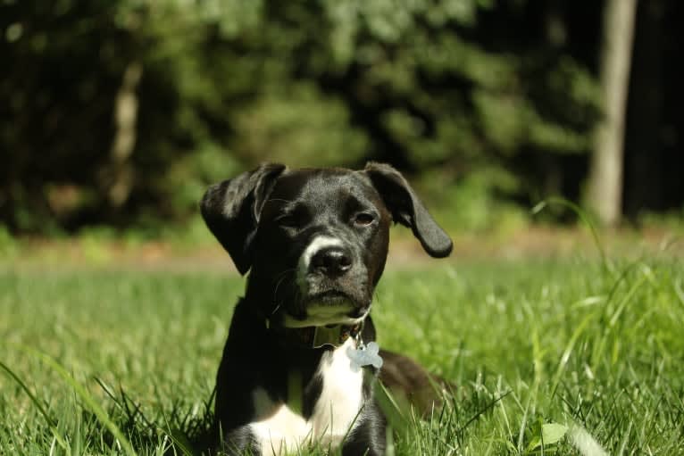 Jojo, a Cocker Spaniel and Staffordshire Terrier mix tested with EmbarkVet.com