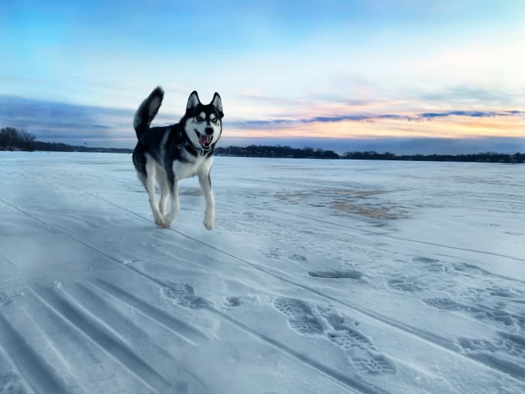 Avatar’s Polar Legend “Naga”, a Siberian Husky and Labrador Retriever mix tested with EmbarkVet.com