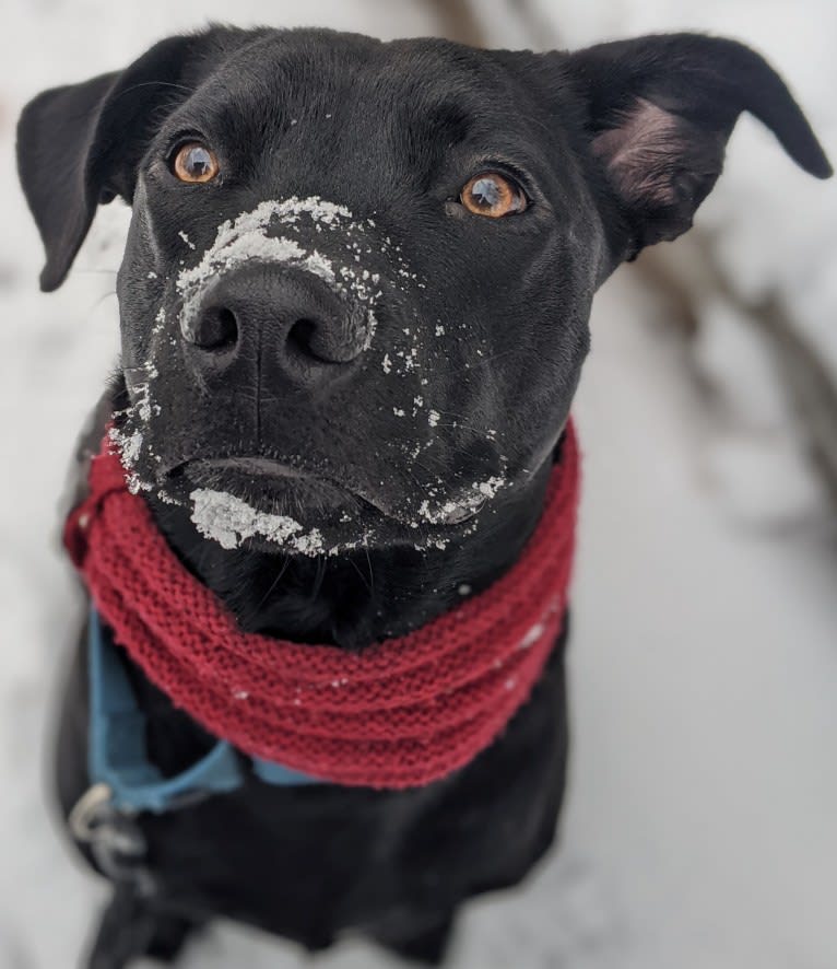 Marvin, an American Pit Bull Terrier and Siberian Husky mix tested with EmbarkVet.com