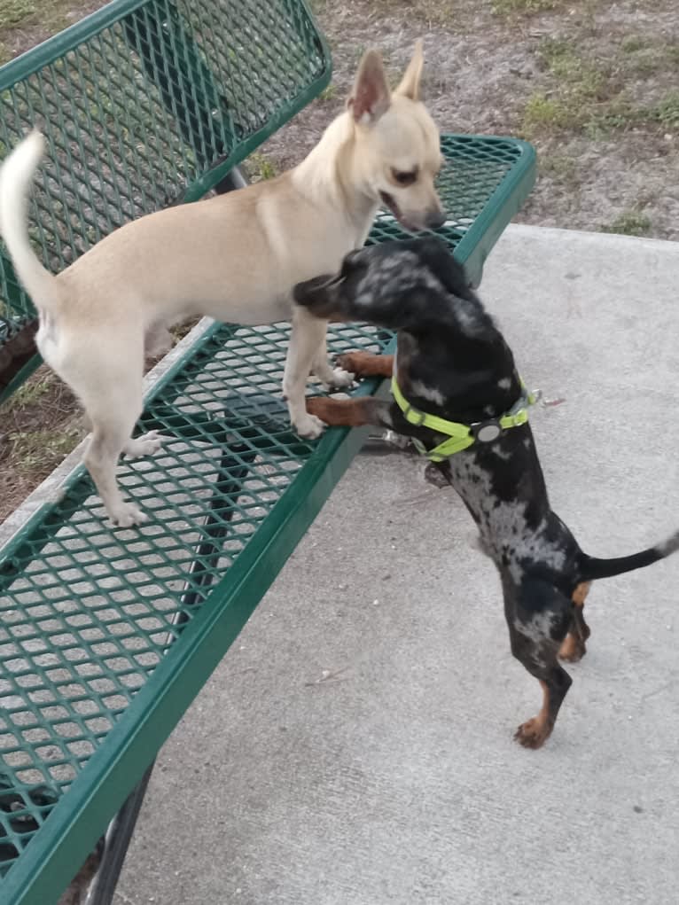 Shea, a Chihuahua and Rat Terrier mix tested with EmbarkVet.com
