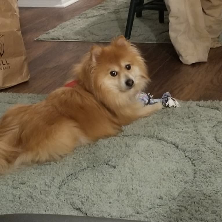 Skipper, a Pomeranian tested with EmbarkVet.com