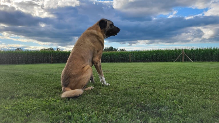 Aslan, an Anatolian Shepherd Dog tested with EmbarkVet.com