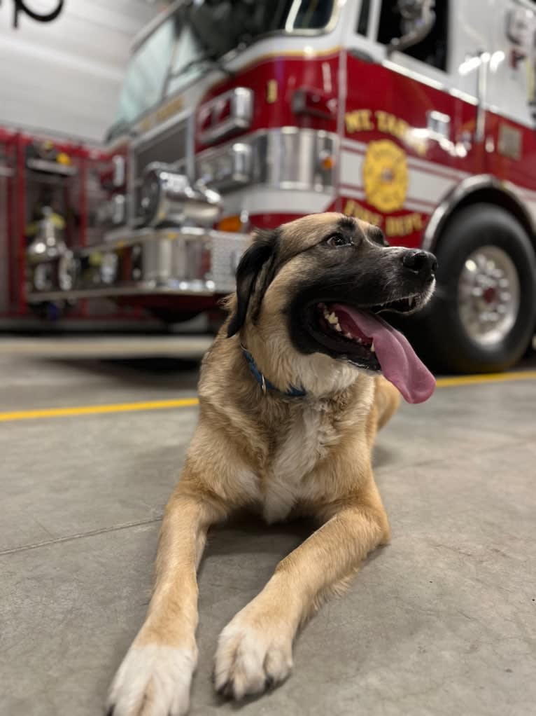 Maverick, a Great Pyrenees and Anatolian Shepherd Dog mix tested with EmbarkVet.com