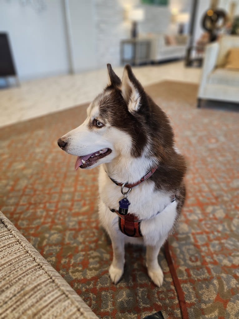 London, a Siberian Husky tested with EmbarkVet.com