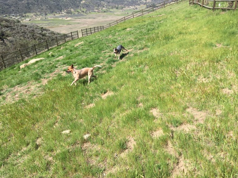 Lyosha, an Australian Cattle Dog tested with EmbarkVet.com