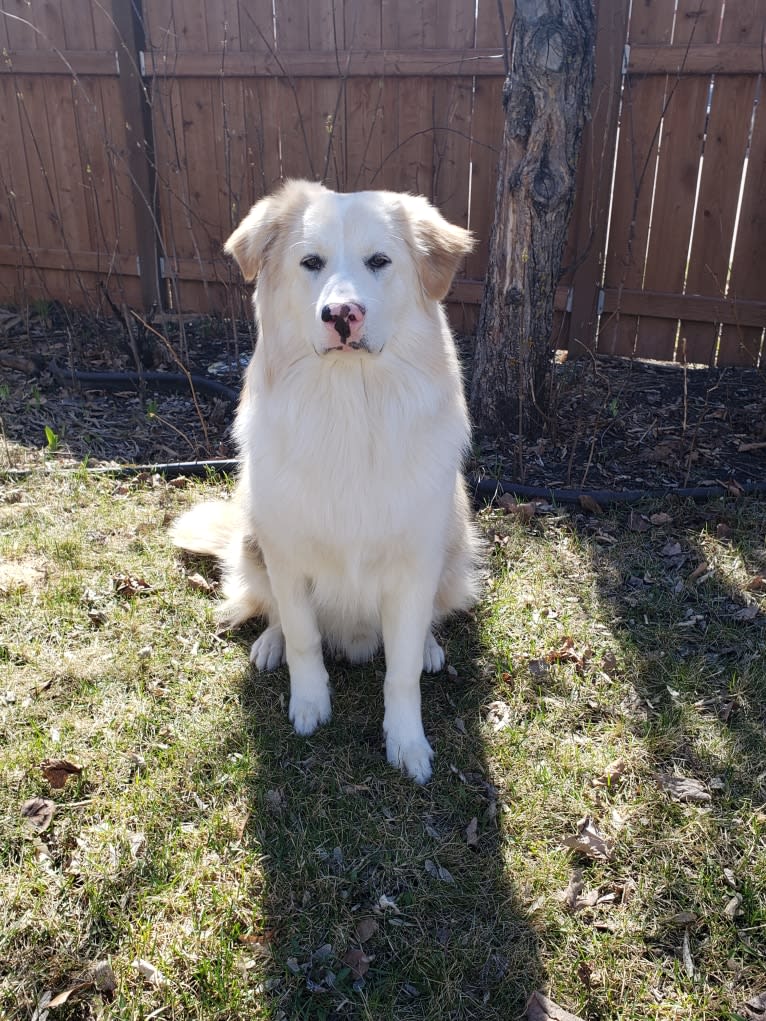 Finn, a German Shepherd Dog and Siberian Husky mix tested with EmbarkVet.com