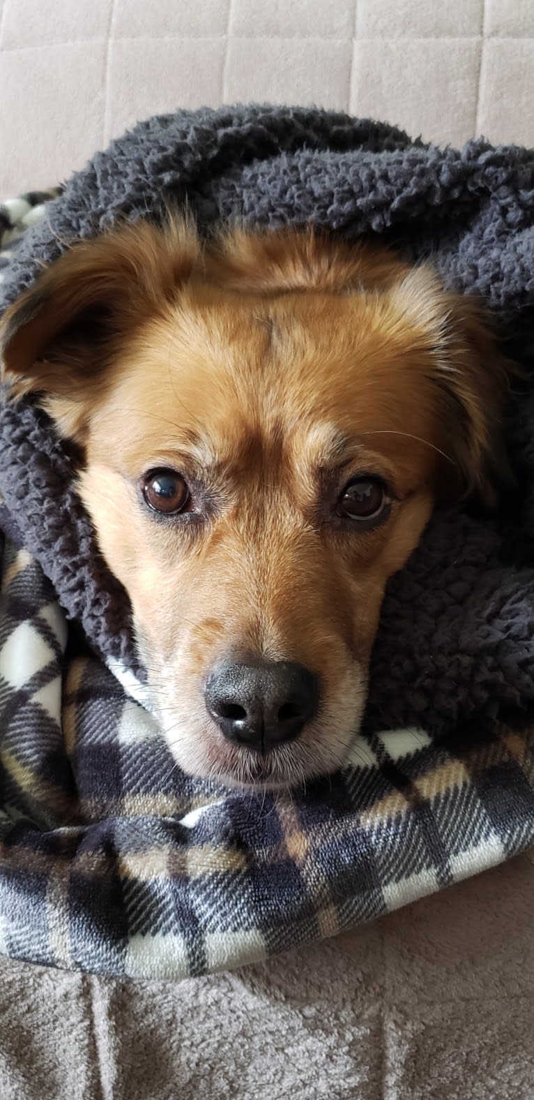 Chessie, an American Pit Bull Terrier and Cocker Spaniel mix tested with EmbarkVet.com