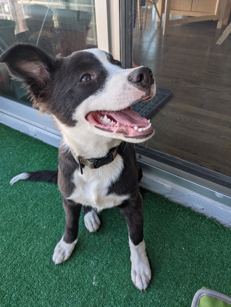 Oreo, an American Pit Bull Terrier and Mountain Cur mix tested with EmbarkVet.com