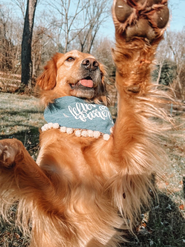 Marley, a Golden Retriever tested with EmbarkVet.com