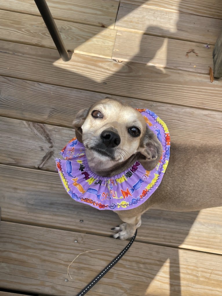 Harley, a Chihuahua and Dachshund mix tested with EmbarkVet.com