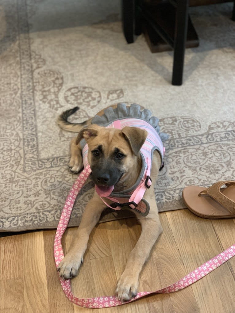 Nikki, a German Shepherd Dog and Chow Chow mix tested with EmbarkVet.com