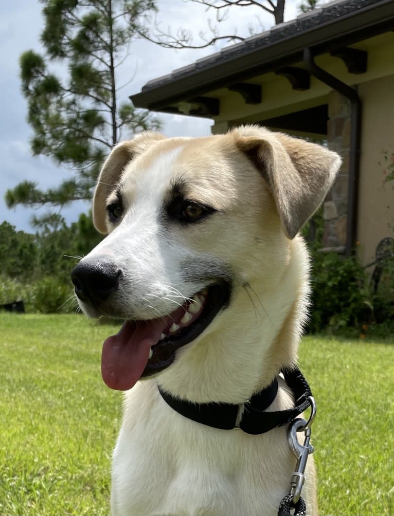 Finn, a Siberian Husky and American Pit Bull Terrier mix tested with EmbarkVet.com