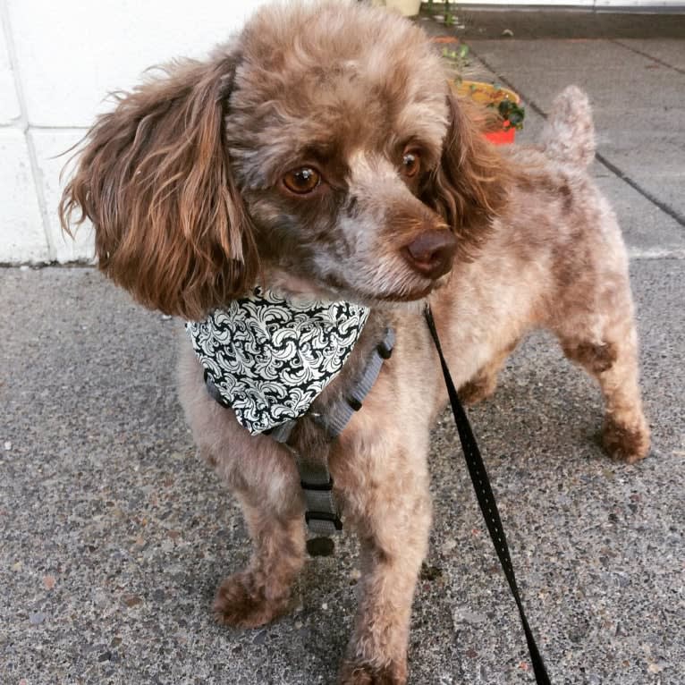 Jojo, a Yorkipoo tested with EmbarkVet.com