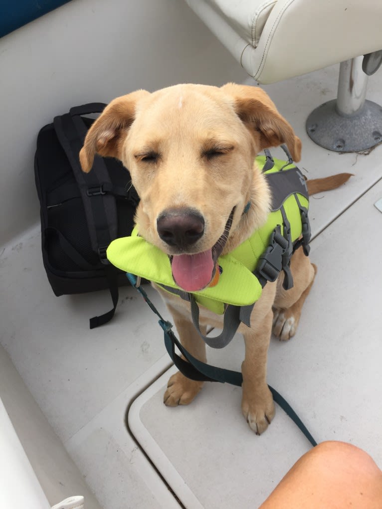 Brock, a Labrador Retriever and Rottweiler mix tested with EmbarkVet.com