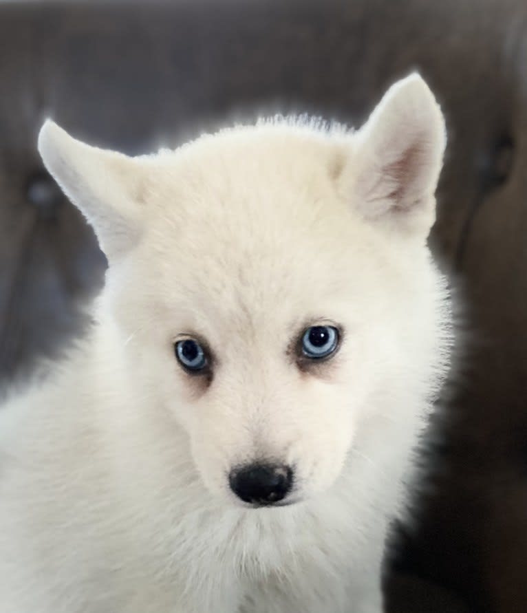 BLUE NAYA, a Pomsky (8.4% unresolved) tested with EmbarkVet.com