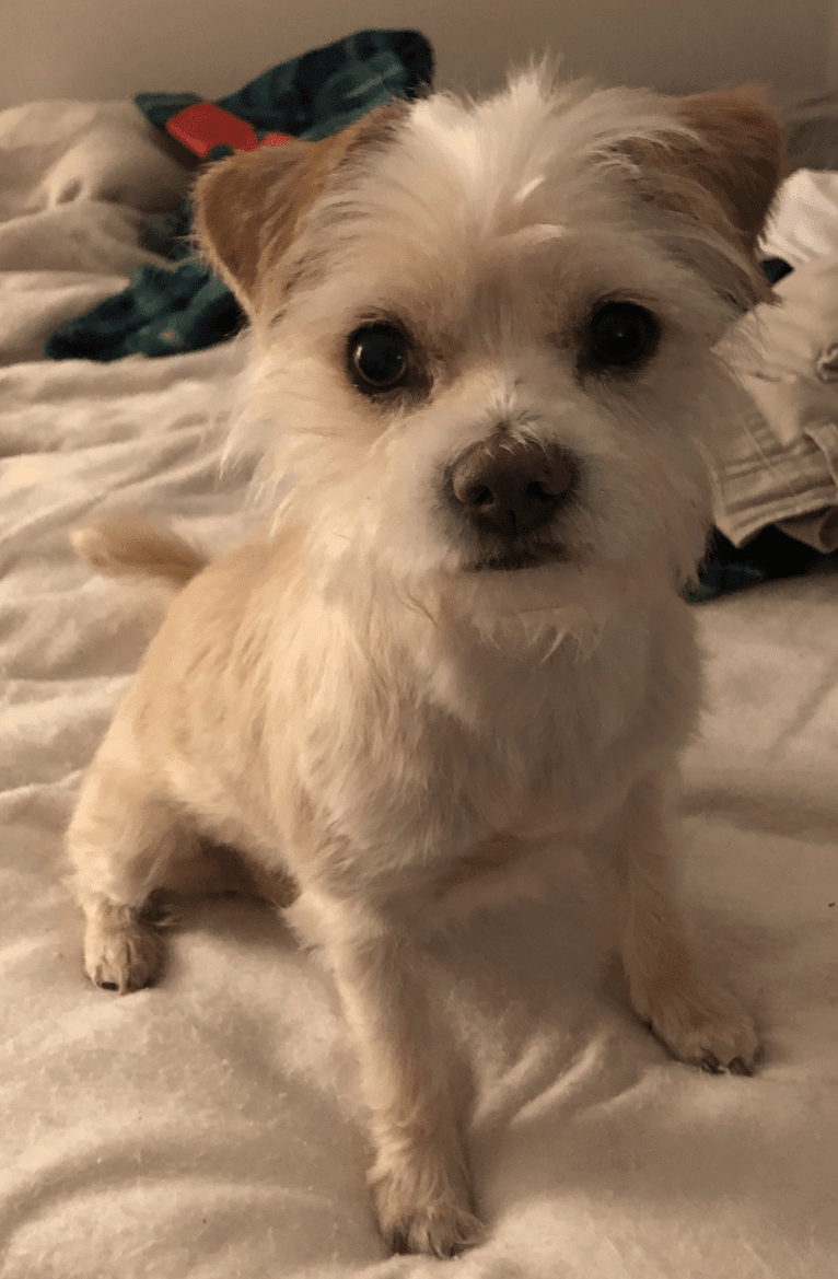 Oscar, a Chihuahua and Havanese mix tested with EmbarkVet.com