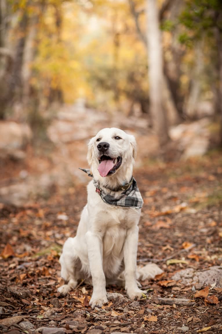 Revan, a Golden Retriever tested with EmbarkVet.com