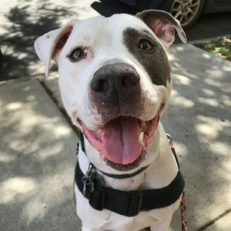 Petey, an American Staffordshire Terrier and American Pit Bull Terrier mix tested with EmbarkVet.com