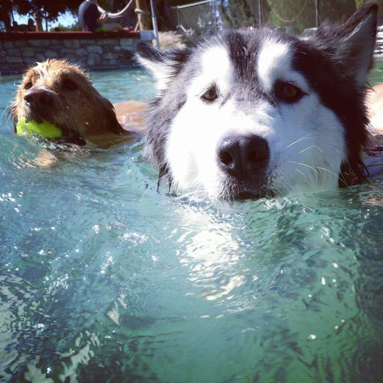 Efin, a Siberian Husky tested with EmbarkVet.com