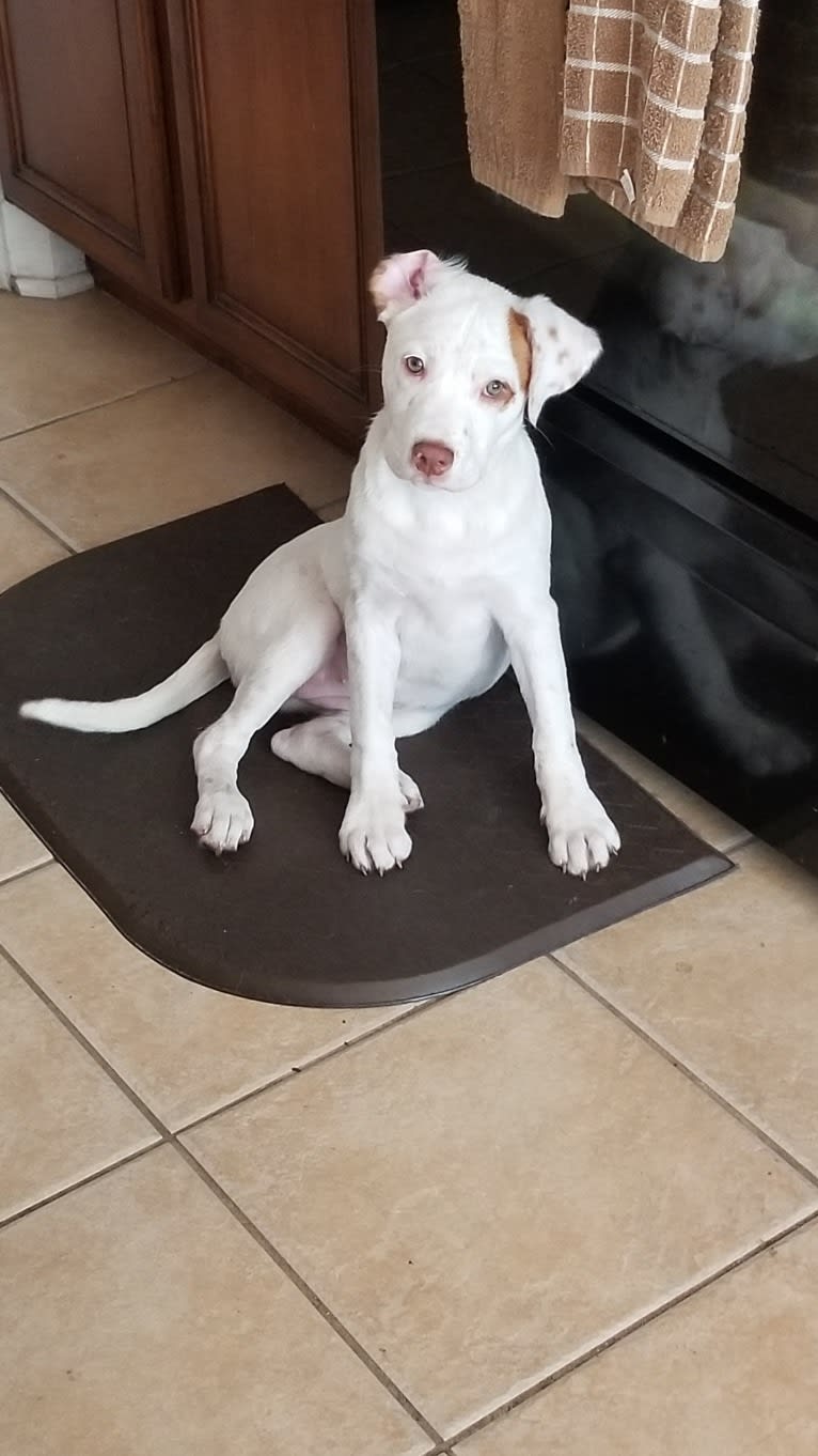 Bella, an American Pit Bull Terrier and Australian Cattle Dog mix tested with EmbarkVet.com