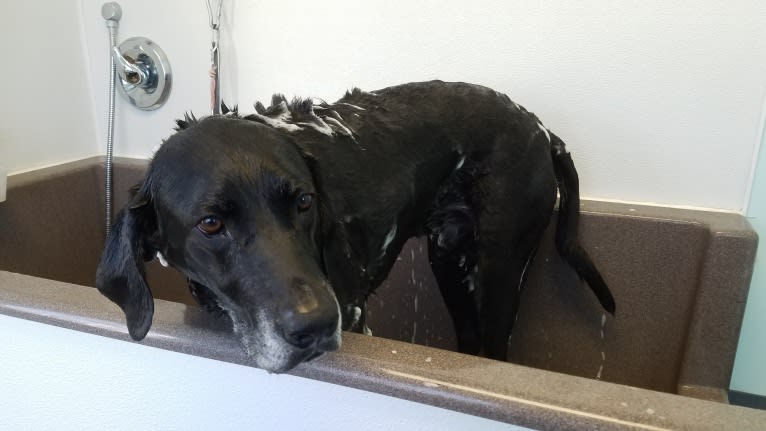 Happy, a Labrador Retriever and Bluetick Coonhound mix tested with EmbarkVet.com