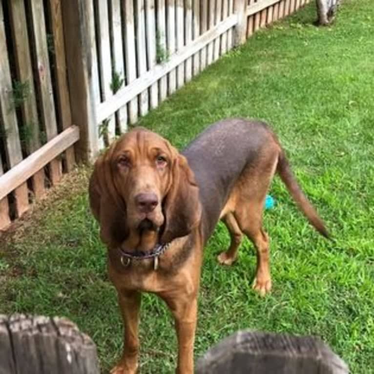 Willa, a Bloodhound tested with EmbarkVet.com