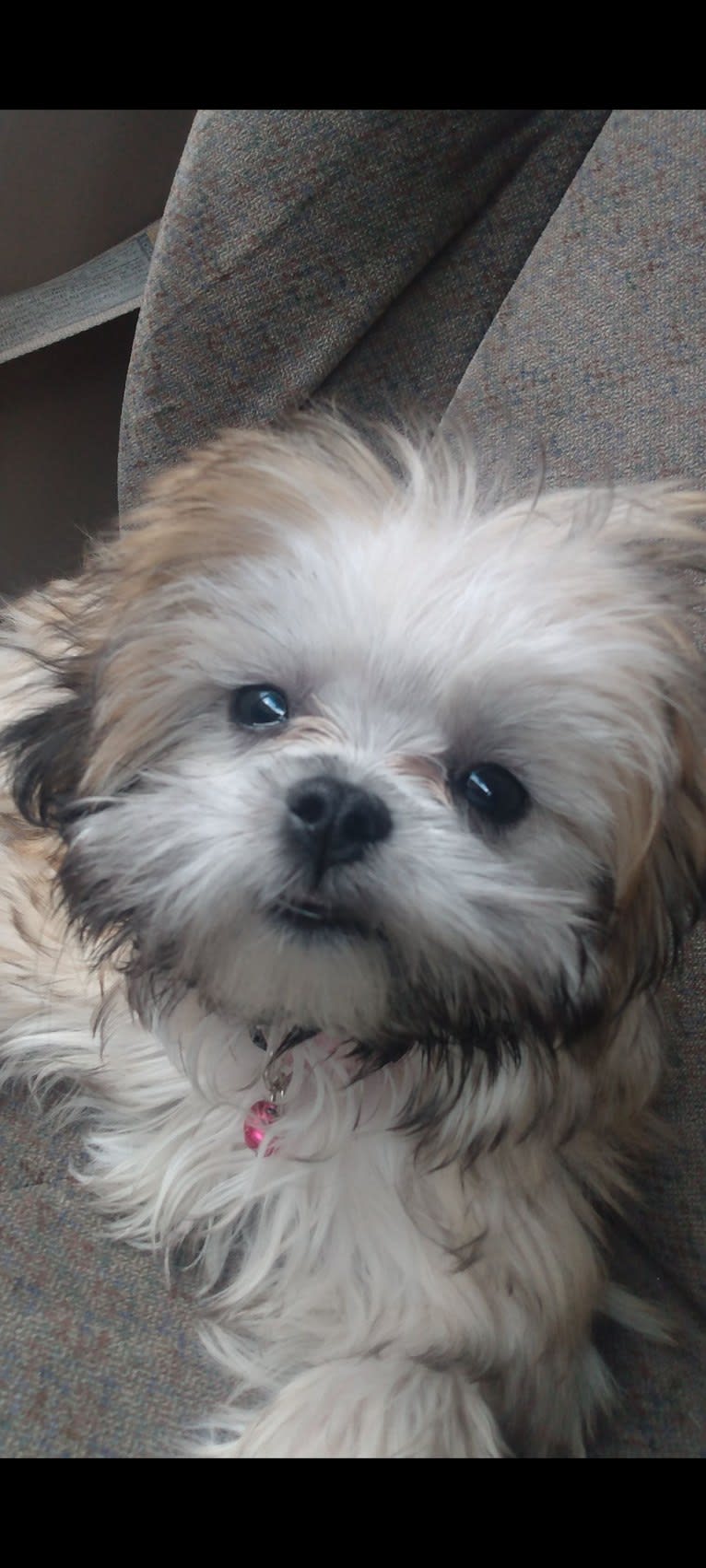 Toot, a Shih Tzu and Havanese mix tested with EmbarkVet.com