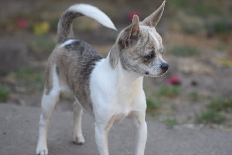 King, a Chihuahua tested with EmbarkVet.com