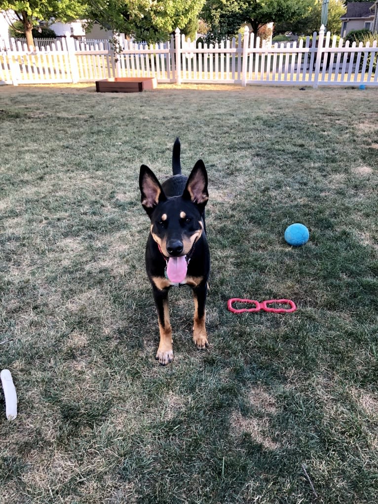 Blitzen, an Australian Cattle Dog and Doberman Pinscher mix tested with EmbarkVet.com