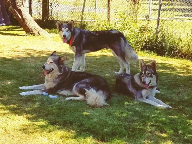 Lakota a dog tested with EmbarkVet.com