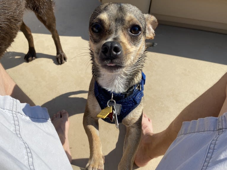 Milo, a Chihuahua and Rat Terrier mix tested with EmbarkVet.com