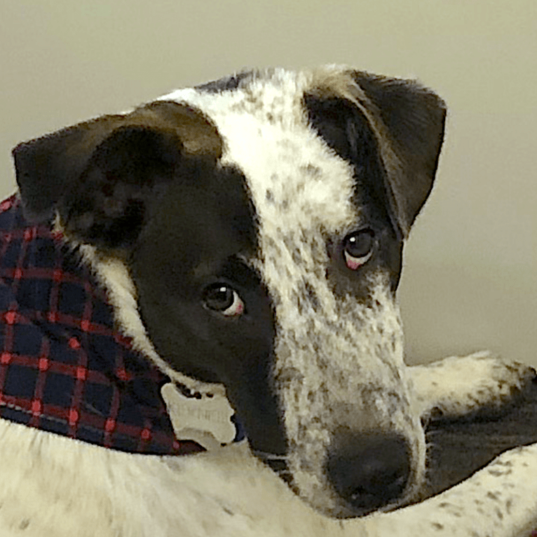 Kernel, an Australian Cattle Dog and American Pit Bull Terrier mix tested with EmbarkVet.com