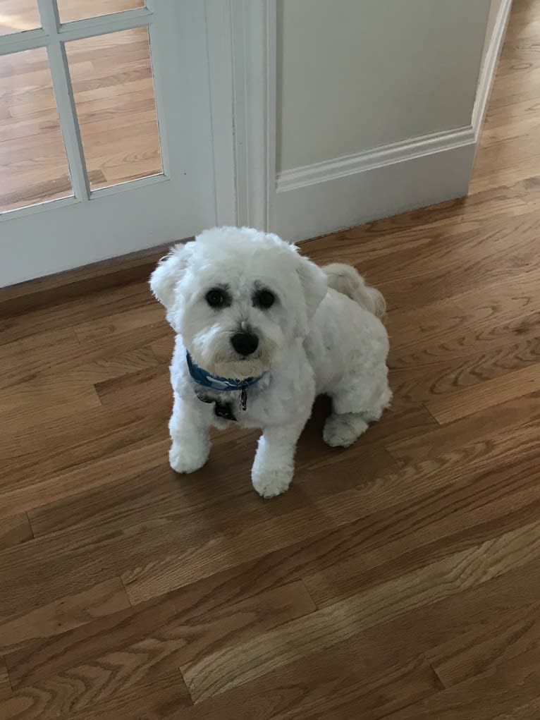 Finn, a Bichon Frise tested with EmbarkVet.com