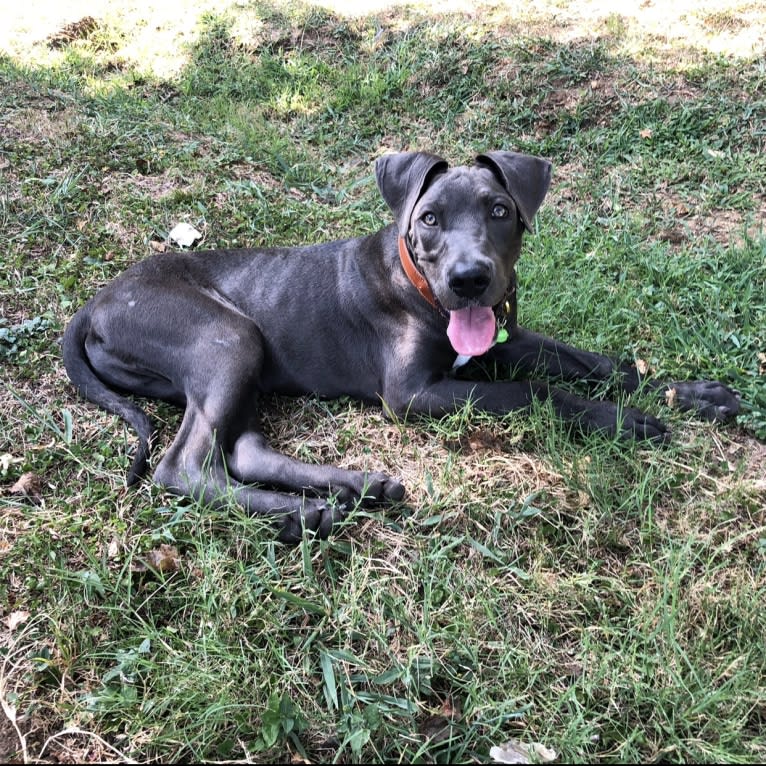 Finnegan, a Great Dane and American Pit Bull Terrier mix tested with EmbarkVet.com