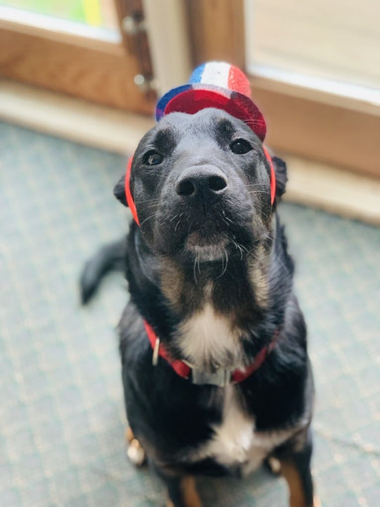 Smokey, a Labrador Retriever and Border Collie mix tested with EmbarkVet.com