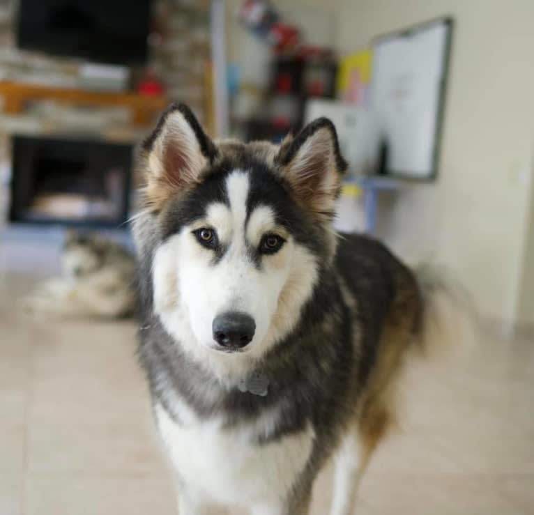 Aero, an Alaskan Malamute and Siberian Husky mix tested with EmbarkVet.com