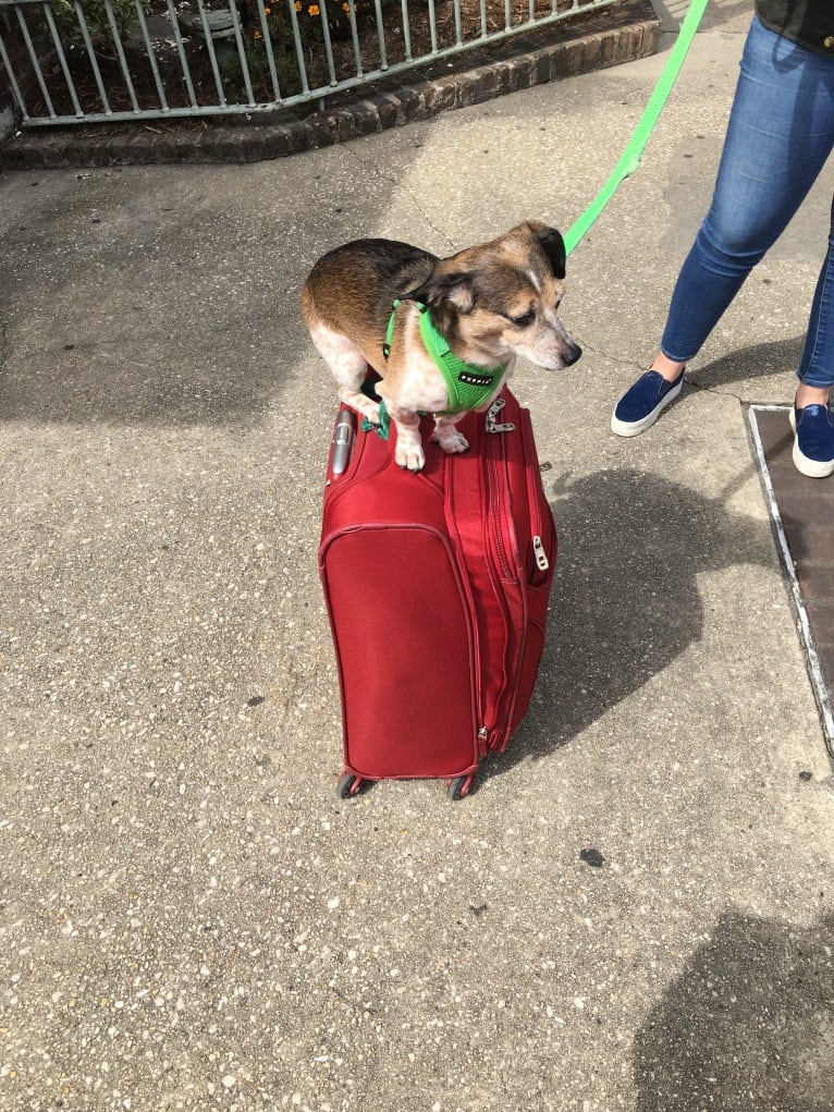 Mr B, a Dachshund and Chihuahua mix tested with EmbarkVet.com