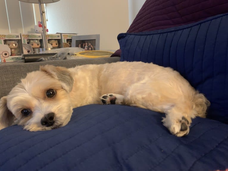 Toby, a Yorkshire Terrier and Poodle (Small) mix tested with EmbarkVet.com