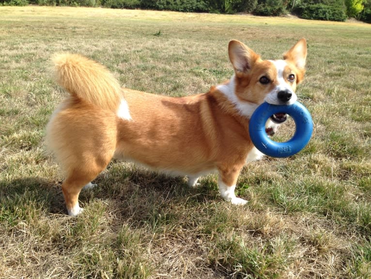 Wizard, a Pembroke Welsh Corgi and Border Collie mix tested with EmbarkVet.com