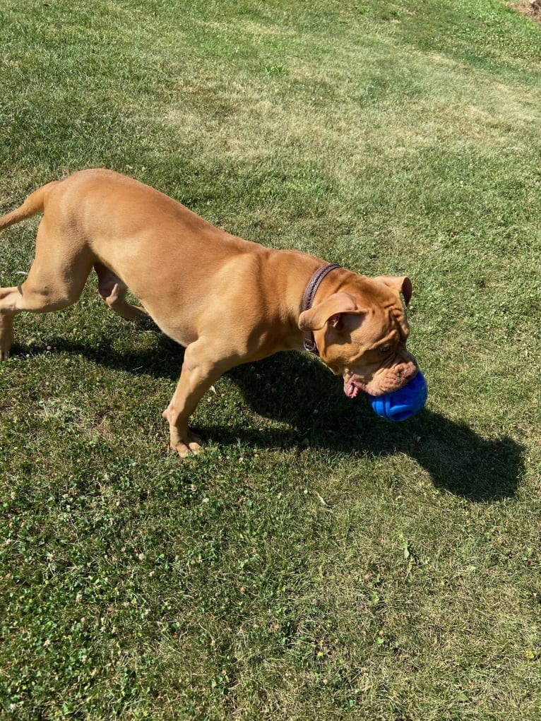 Simba, an American Pit Bull Terrier and American Bulldog mix tested with EmbarkVet.com