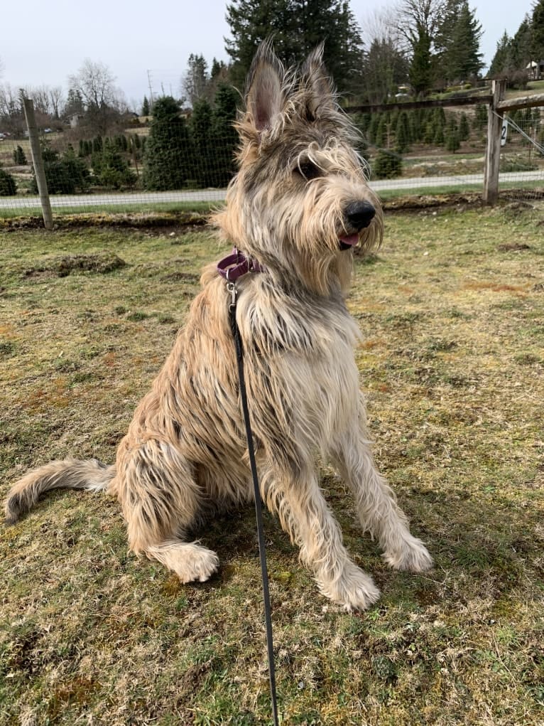 Pollux des Montagnes (Marius), a Berger Picard tested with EmbarkVet.com