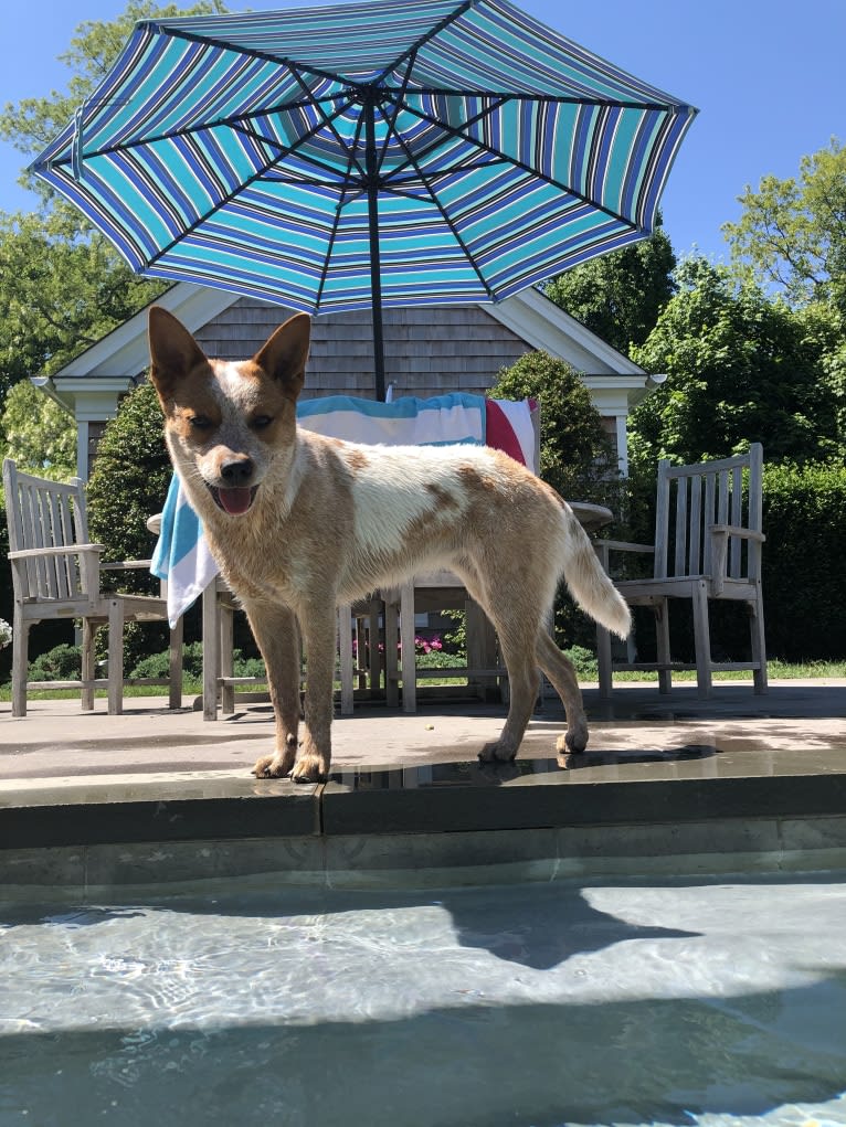 Winnie, an Australian Cattle Dog tested with EmbarkVet.com