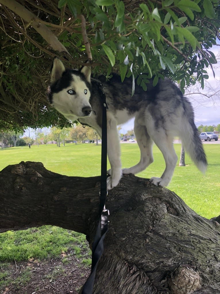 Niko, a Siberian Husky and German Shepherd Dog mix tested with EmbarkVet.com