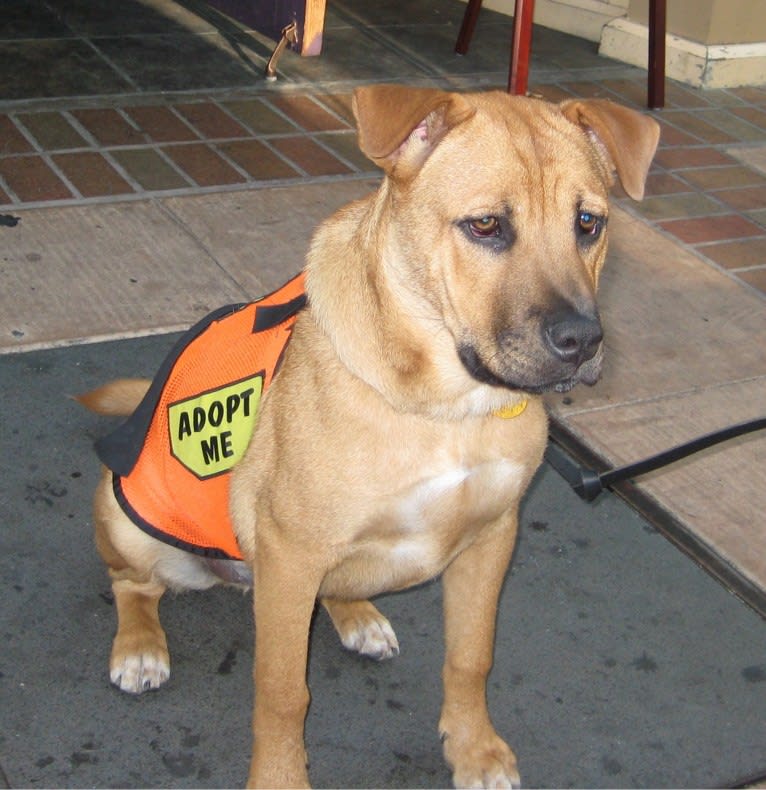 Fozzie, a Chow Chow and American Pit Bull Terrier mix tested with EmbarkVet.com