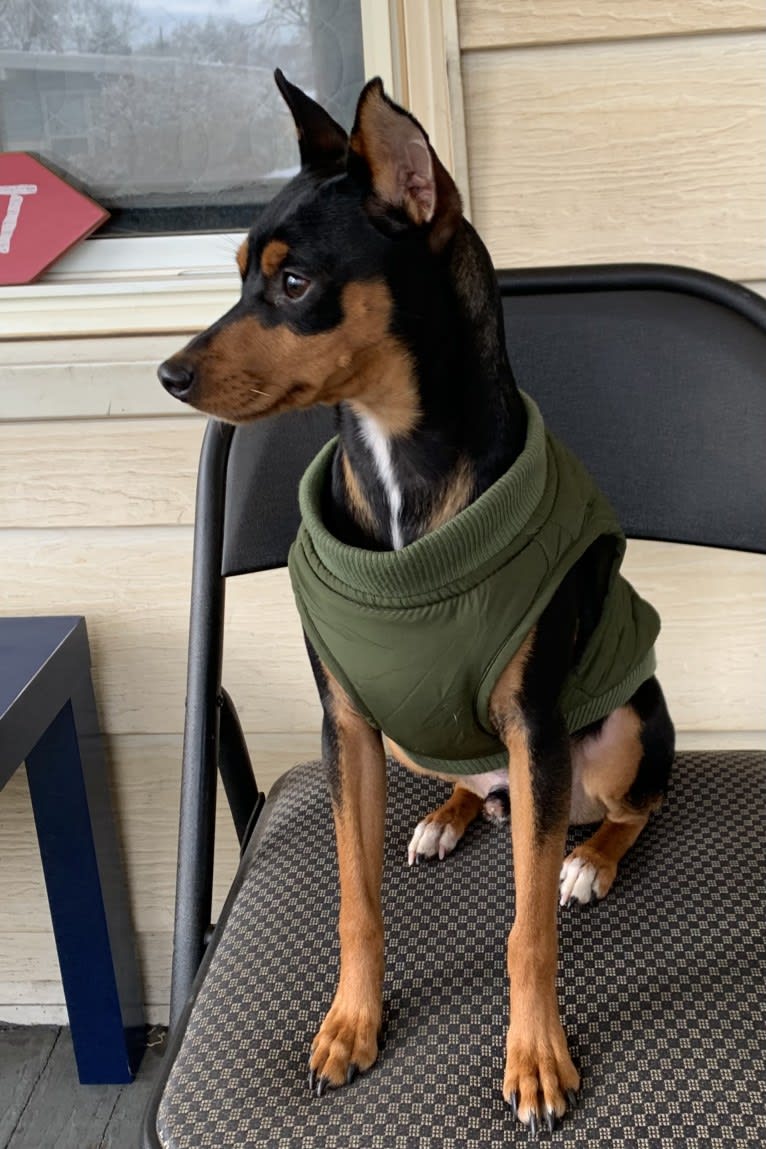 Vinny, a Miniature Pinscher tested with EmbarkVet.com