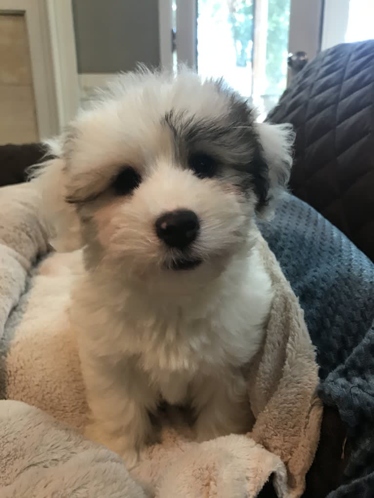 Eddie, a Coton de Tulear tested with EmbarkVet.com