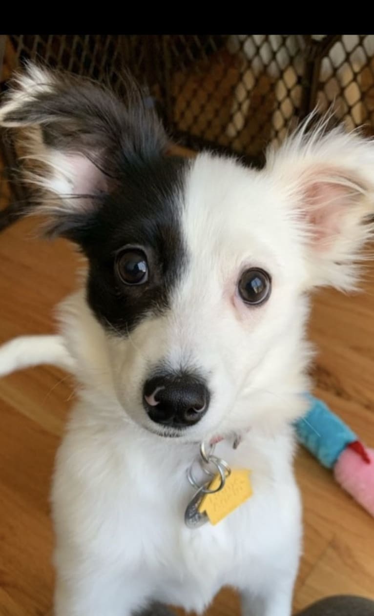 Maggie, a Russell-type Terrier and Pomeranian mix tested with EmbarkVet.com