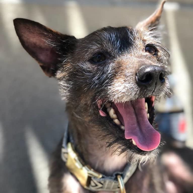 Theodore, a Basenji and Yorkshire Terrier mix tested with EmbarkVet.com